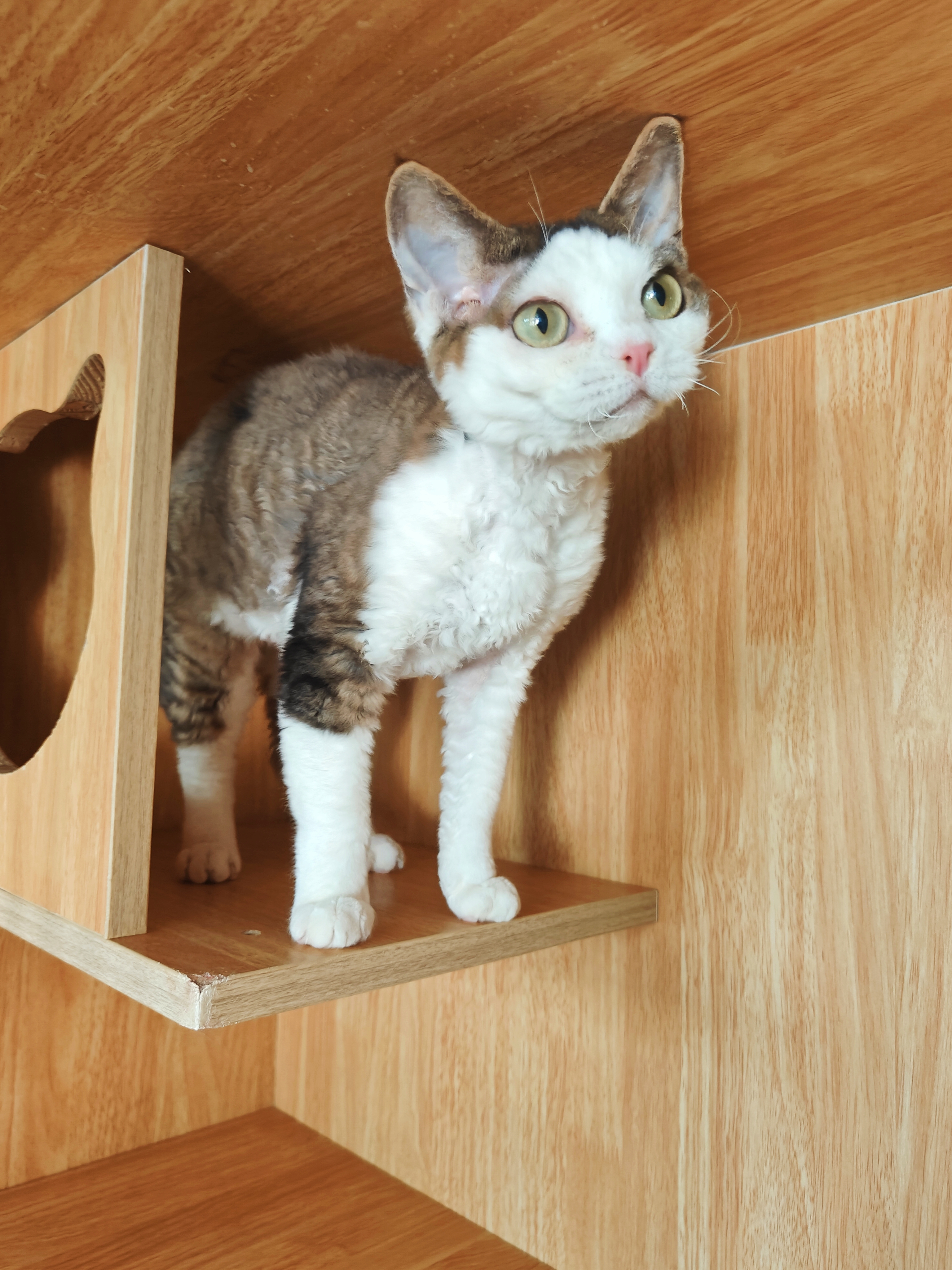 德文卷毛猫母猫妹妹不掉毛几百块